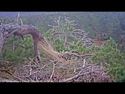 Live White-Tailed Eagle nest | Cairngorms Connect Partnership/RSPB