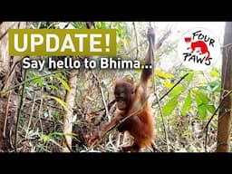 The Touching Story of Orangutan Bhima | FOUR PAWS USA | [SUBS]