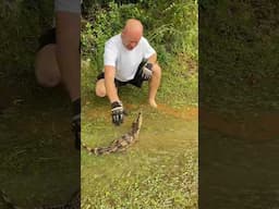 When your caiman wants to play in a hurricane too! #shorts #crocodile