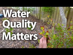 Six Month Food Forest Follow-Up @ Englewood FL // Water Quality Update #foodforest #permaculture