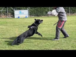 Hunter - Personal Protection Dog for Sale by K9 Ambassador