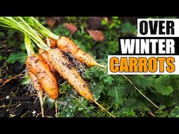 Overwintering Carrots - Garden Quickie Episode 226