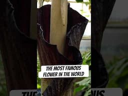 THE MOST FAMOUS FLOWER ONLY LASTS 1 DAY #plants