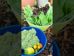 January: What Vegetables should you grow in Zone 8-10?