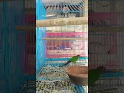 Should we start bird videos also. Small Conures #breeding #birds