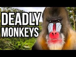 Ranking 5 Of The Deadliest Monkeys In The World From Least Deadly To Deadliest