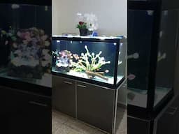 Glow Tetra Setup