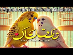 4 Wajuhat Jo Apke Toton Ki Breeding Rok Rahi Hain | Parrot Breeding Tips