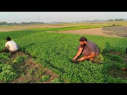 Coriander Leaves Special Vorta | Best Taste | ধনেপাতার স্পেশাল ভর্তা | সেরা স্বাদ👍