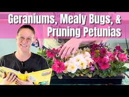 🌱 Caring for Seedlings: Potting Up Geraniums, Treating Lantana for Mealybugs, & Pruning Petunias 🌸