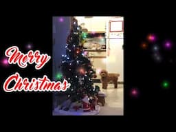 Merry Christmas From Gin the Mini Golden Doodle & Furry Family - Cute Animals Inside 5 - VOL. 61