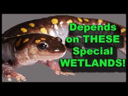 Discover Vernal Pools: the Disappearing Wetlands FULL of Life!