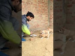 Khidmat se khuda milta hai 💯❤️‍🩹 #humanity #kindness #puppies