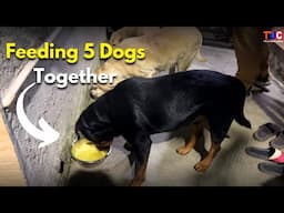 This is How We Feed 5 DOGS Together Without Aggression!