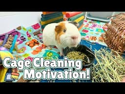 GUINEA PIG CAGE CLEANING 🧹🐹 Timelapse guinea pig cage clean for four cages