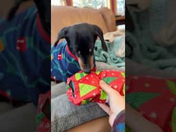 Crusoe’s Christmas Morning 🎁