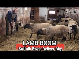 Lamb Boom at Ewetopia Farms: Massive Suffolk Lambs Born