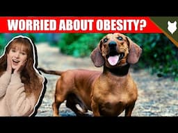 DO DACHSHUND HAVE OBESITY PROBLEMS?