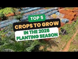 THESE ARE REASONS YOU SHOULD GROW THESE CROPS NEXT PLANTING SEASON/ top 5 crop picks for 2025.