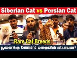 Bengal Cats குணம் Lab Dogs மாதிரியா?😺 | Cat Show | Siberian Cat vs Persian Cat | Cat Videos | Kitten