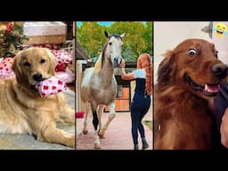 Funny ANIMALS videos 😂 Funniest CATS 😺 DOGS 🐶  HORSES 🐴 2024