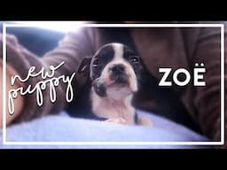 I FINALLY GOT A PUPPY | meet Zoë the boston terrier ♡