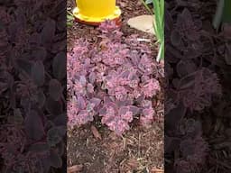 Sedum / Stonecrop - a few varieties growing in the garden.  which is your favorite? #hardysucculents