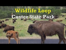 Driving through a LARGE HERD of BISON on the WILDLIFE LOOP ROAD at CUSTER STATE PARK South Dakota