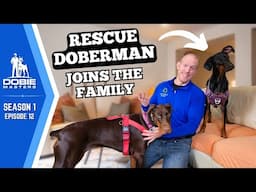 Rescue Doberman "Rue" Changes Everything for Cleo | Dobie Masters - S1E12