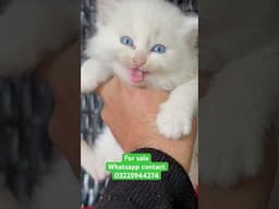 Deep blue eyes persian kitten for sale