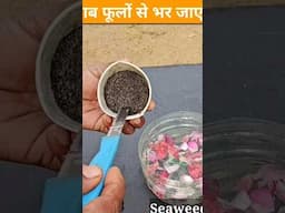 एक बार में गुलाब फूलों से भर जाएगा | Liquid fertilizer for Rose