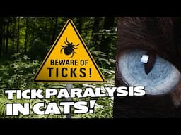 WARNING: Understanding Tick Paralysis in Cats - Causes, Symptoms, and Treatment