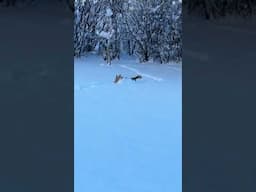 Lizzy the Corgi Snow Plow 😀 #corgi