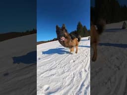 The ski trail was so peaceful… until my dogs showed up 😆 #dogs #snowday #gsd