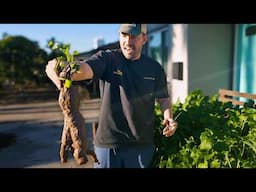 MASSIVE Sweet Potato Harvest 🍠