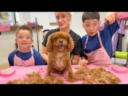 Pet Grooming Adventure 🐶 Dog Grooming for Kids ✂️ Learn how your dog is groomed at the Salon!