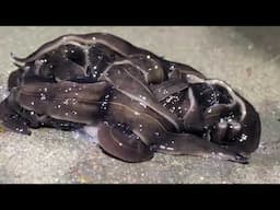 New Guinea Flatworms