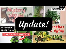 Updates on my dying pothos, mystery cutting box, cilantro, peperomia polybotrya + what I’ve learned