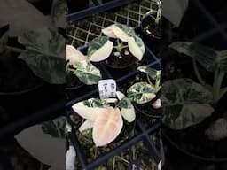 Alocasia reginula black velvet pink variegated at Aroid Greenhouses