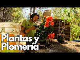 Gringo consigue nuevas plantas y hace algo de plomería