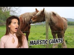 Majestic Giants: Exploring the Strength of Draft Horses