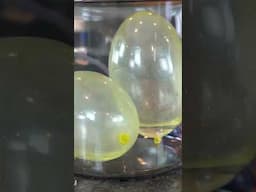 Do Water Balloons Explode In A Vacuum