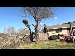 Bradford pear removal with a Limb Reaper grapple saw