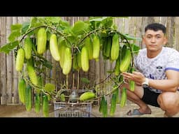 Discover The Secret To Growing Cucumbers In Pots That Grow Like Crazy