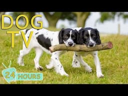 DOG TV: Video Prevent Boredom & Calm Your Dogs with Relax Music - Best Collection Music for Dogs