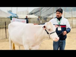 True friend of young Farmers || The one & only Gurwinder Dairy Farm