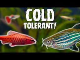 Best COLD TOLERANT Aquarium Fish | TOP 5 COLDWATER FISH!