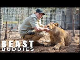 I'm A Proud  'Lion Dad' | BEAST BUDDIES #lion #wildlife #dangerous #lions #wildbeasts #beast