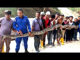 GIANT SNAKE CAUGHT IN MALAYSIA