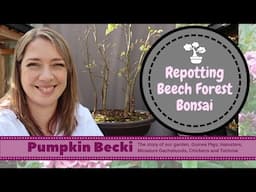 Bonsai Repotting season - European Beech forest